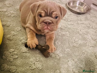 English Bulldog dogs - Advert 24