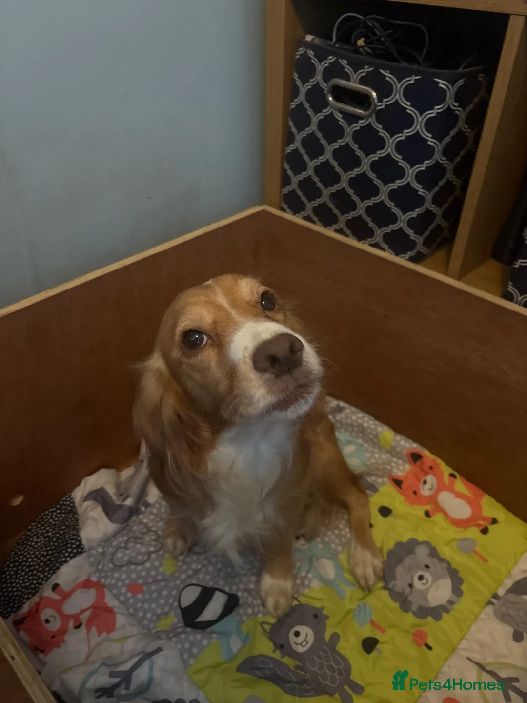 Cockerdor dogs for sale: Gorgeous cockerdor  - Advert 1