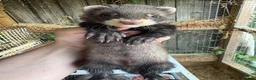 Ferret rodents for sale: European polecat x ferret kids - Advert 8