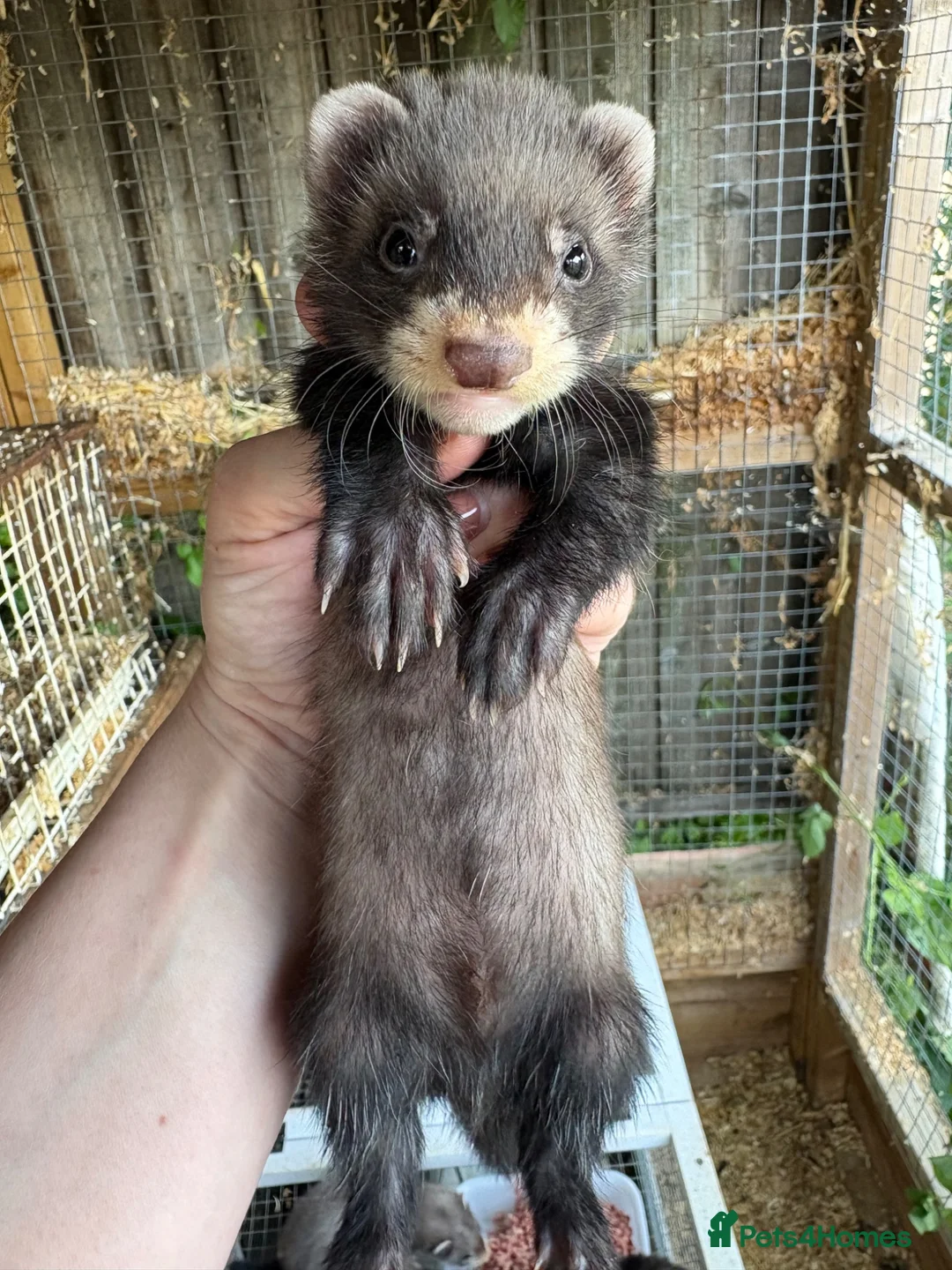 Ferret rodents for sale: European polecat x ferret kids - Advert 8