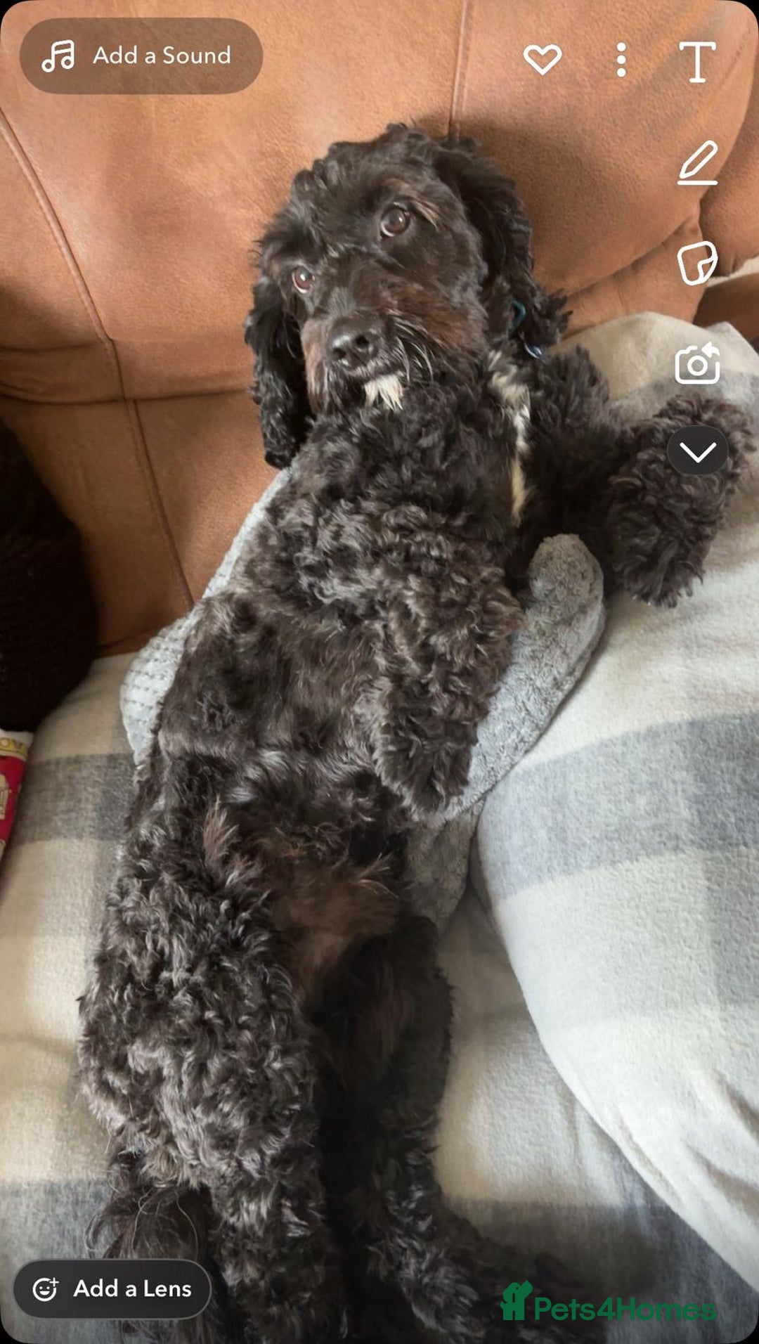 Cavapoo dogs for stud: Smudge - Image 5