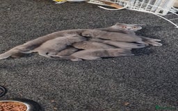 Scottish Fold cats for sale: Scottish Fold/British Shorthair Kittens  - Advert 9