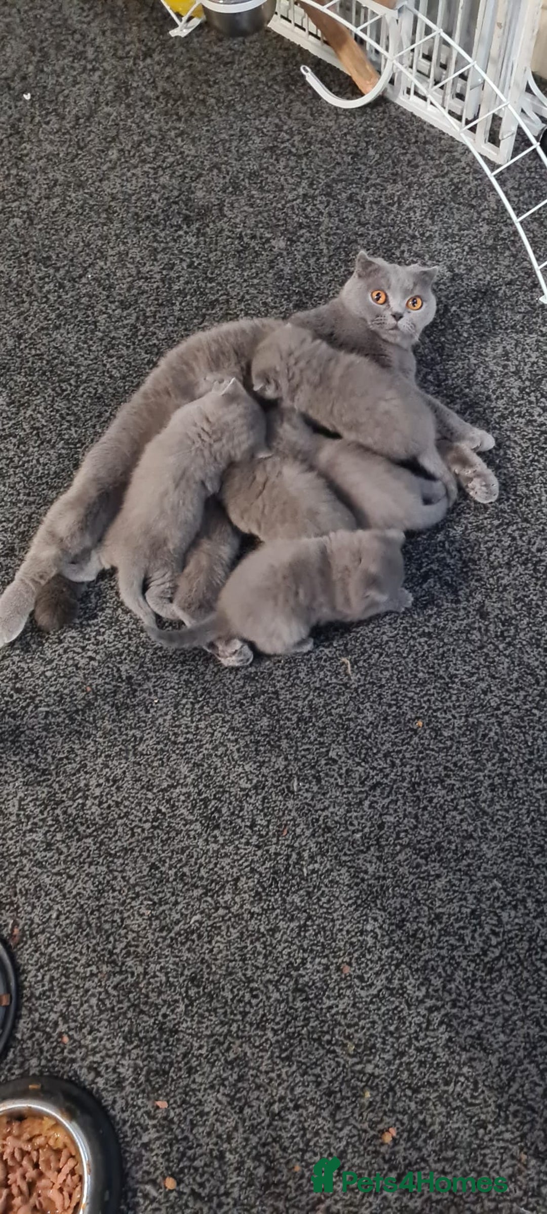Scottish Fold cats for sale: Scottish Fold/British Shorthair Kittens  - Advert 9