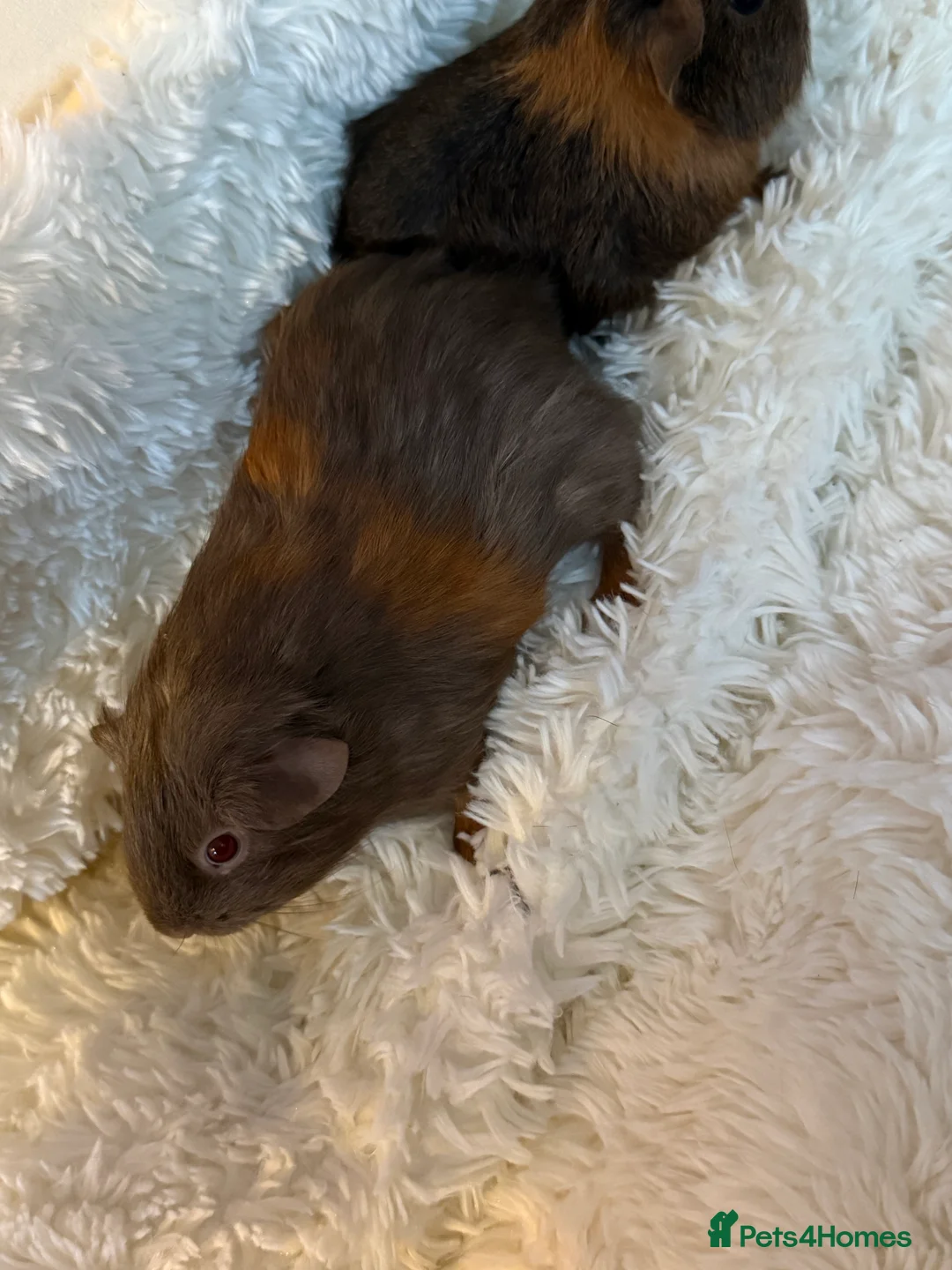 Guinea Pig rodents for sale: Baby Guinea pigs  - Advert 6