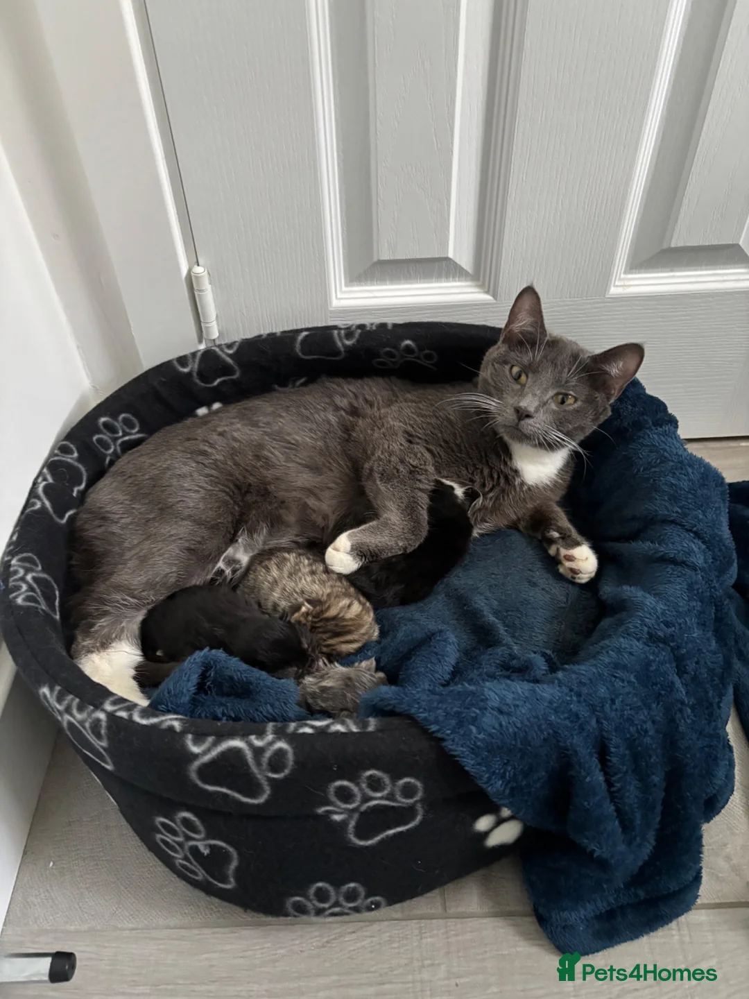 Mixed Breed cats for sale: Kittens for sale  - Advert 1