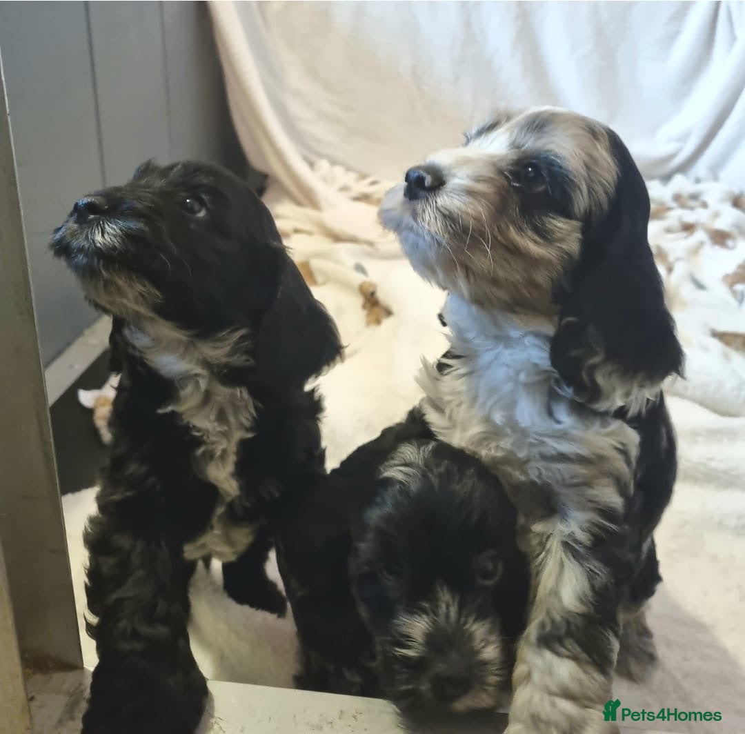 Cockapoo dogs Show Cockapoo Puppies - Advert 1