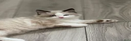 Siamese cats for sale: Ready Now – Stunning Blue-Eyed Siamese Kittens  - Advert 3
