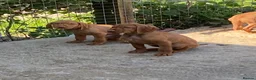 Hungarian Vizsla dogs for sale: LOVINGLY HANDLED WH HUNGARIAN vizsla puppies - Advert 7