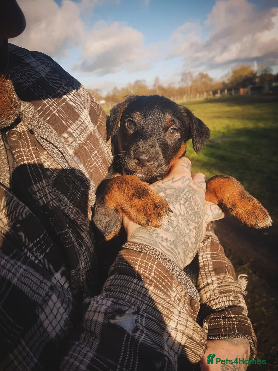 Mixed Breed dogs for sale: 1/4 Jagd, 3/4 Lakeland. Working terrier male - Advert 2