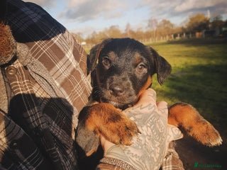 Mixed Breed dogs 1/4 Jagd, 3/4 Lakeland. Working terrier male - Advert 12