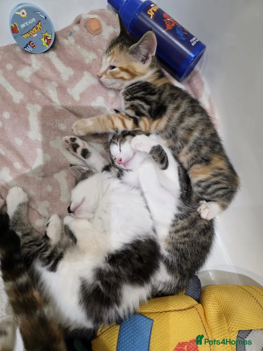 Mixed Breed cats for sale: Beautiful female kittens for sale  in Walsall - Advert 3