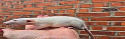 Rat rodents for sale: Various male and female rats  - Advert 12