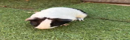 Guinea Pig rodents for sale: 2 beautiful black and white brother and sister  in Chigwell - Advert 7