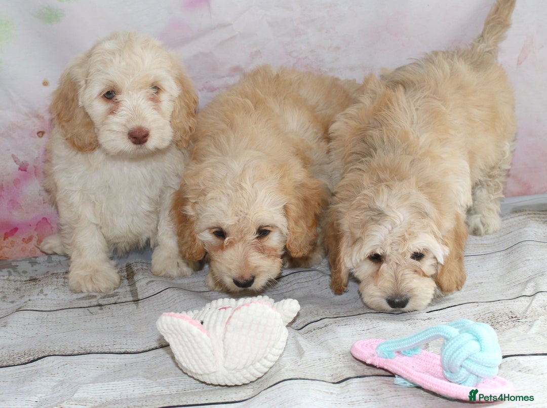 Cockapoo dogs for sale: Most Beautiful Cockerpoo s - Image 13