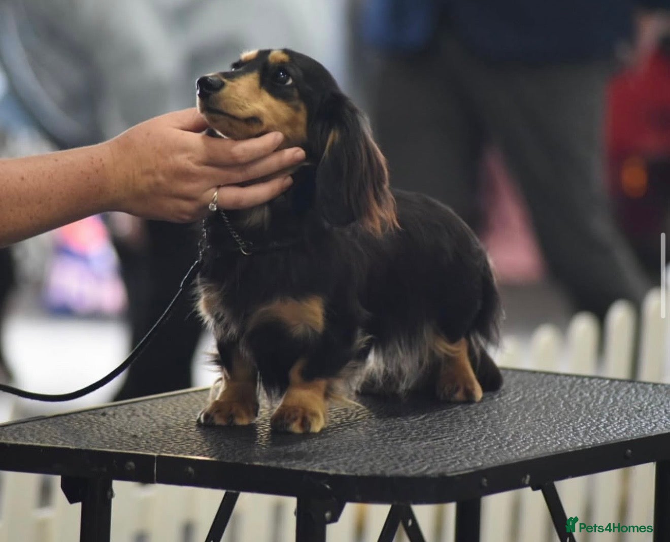 Miniature Dachshund dogs for sale: Miniature longhaired dachshunds  - Advert 26