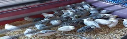 Quail poultry for sale: Chinese painted quail - Advert 1