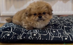 Pekingese dogs for sale: Gorgeous Pekingese puppies  - Image 4
