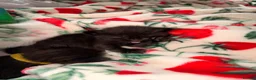 Maine Coon cats for sale: 1/4 Maine coon cross Mixed Breed - Advert 5