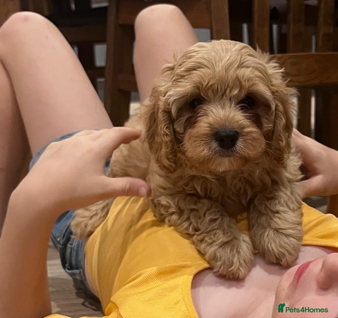 Cavapoo dogs for sale: F1 Cavapoo puppies - Image 11
