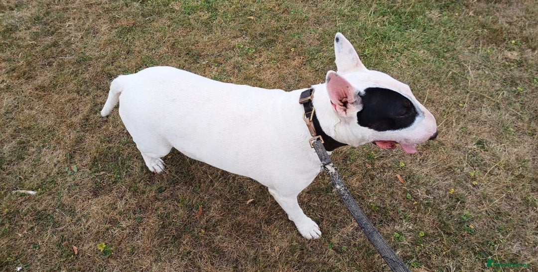 English Bull Terrier dogs for sale: 4 Year old English Bull Terrier - Image 2