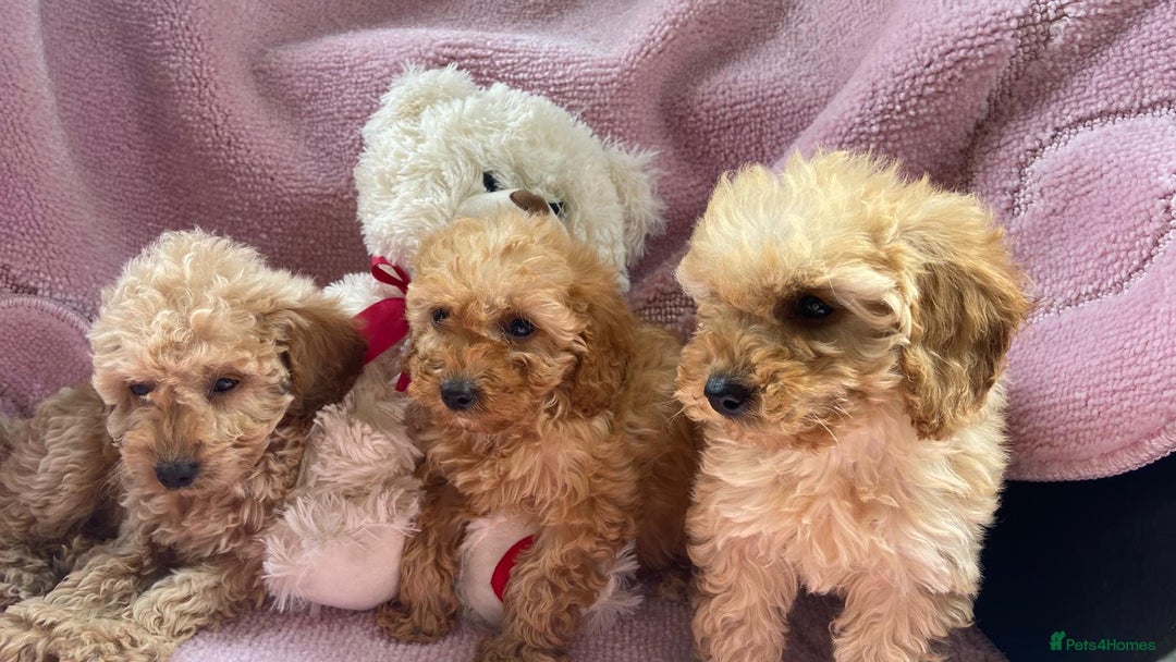 Cockapoo dogs for sale: Cockapoo puppies - Image 8