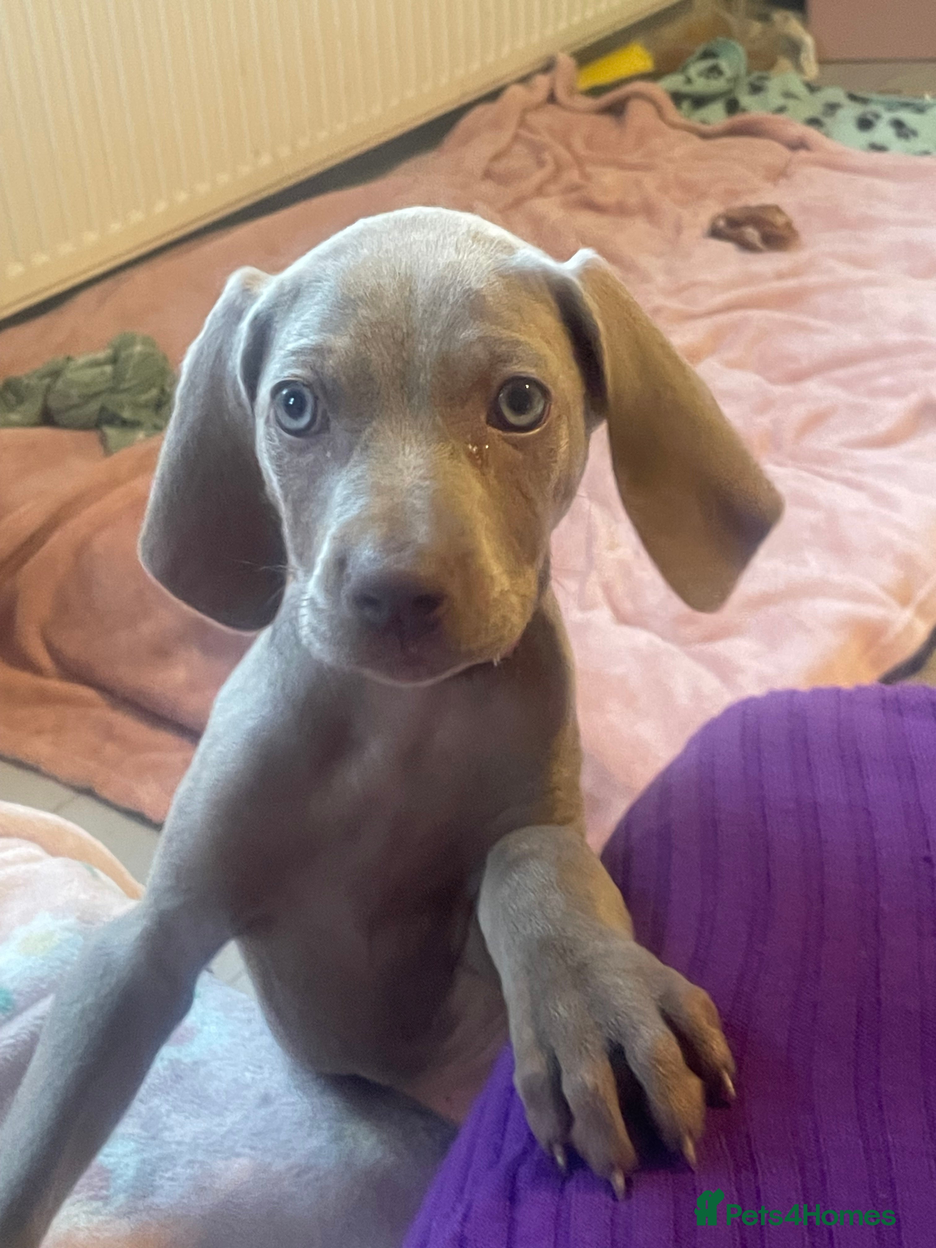 Weimaraner dogs 1 GIRL  KC reg Silver puppy - Advert 6