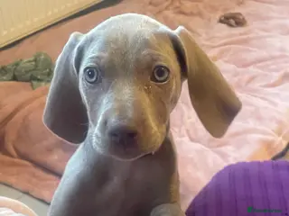 Weimaraner dogs 1 GIRL KC reg Silver puppy - Advert 6