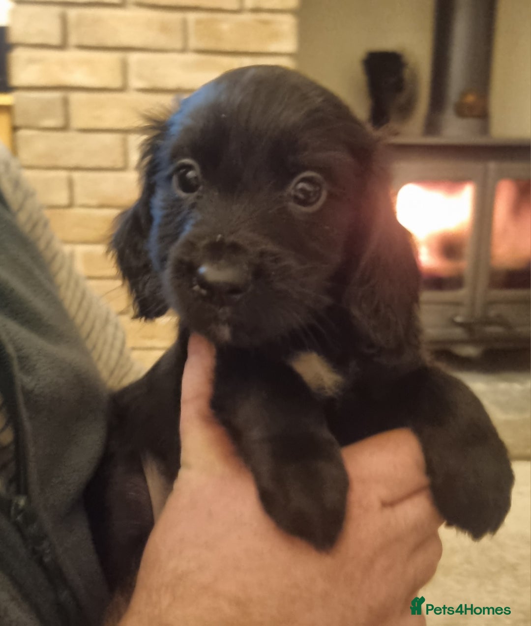 Cocker Spaniel dogs for sale: Gorgeous Working Cocker Boys - Advert 7