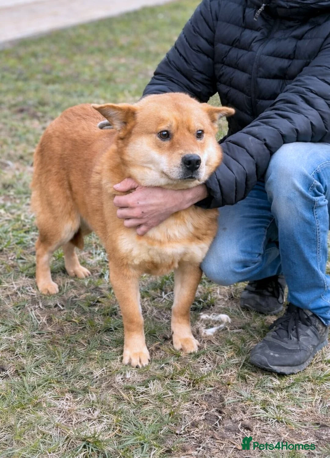 Mixed Breed dogs for adoption: 🤍 Kenji: the gentle soul waiting for you 🐾 - Advert 3