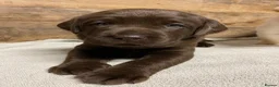 Labrador Retriever dogs for sale: KC Registered Chocolate Labrador Puppies - Advert 6