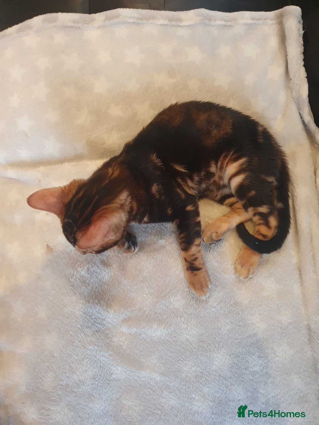 Bengal cats for sale: Pedigree Bengal Kittens - Advert 15