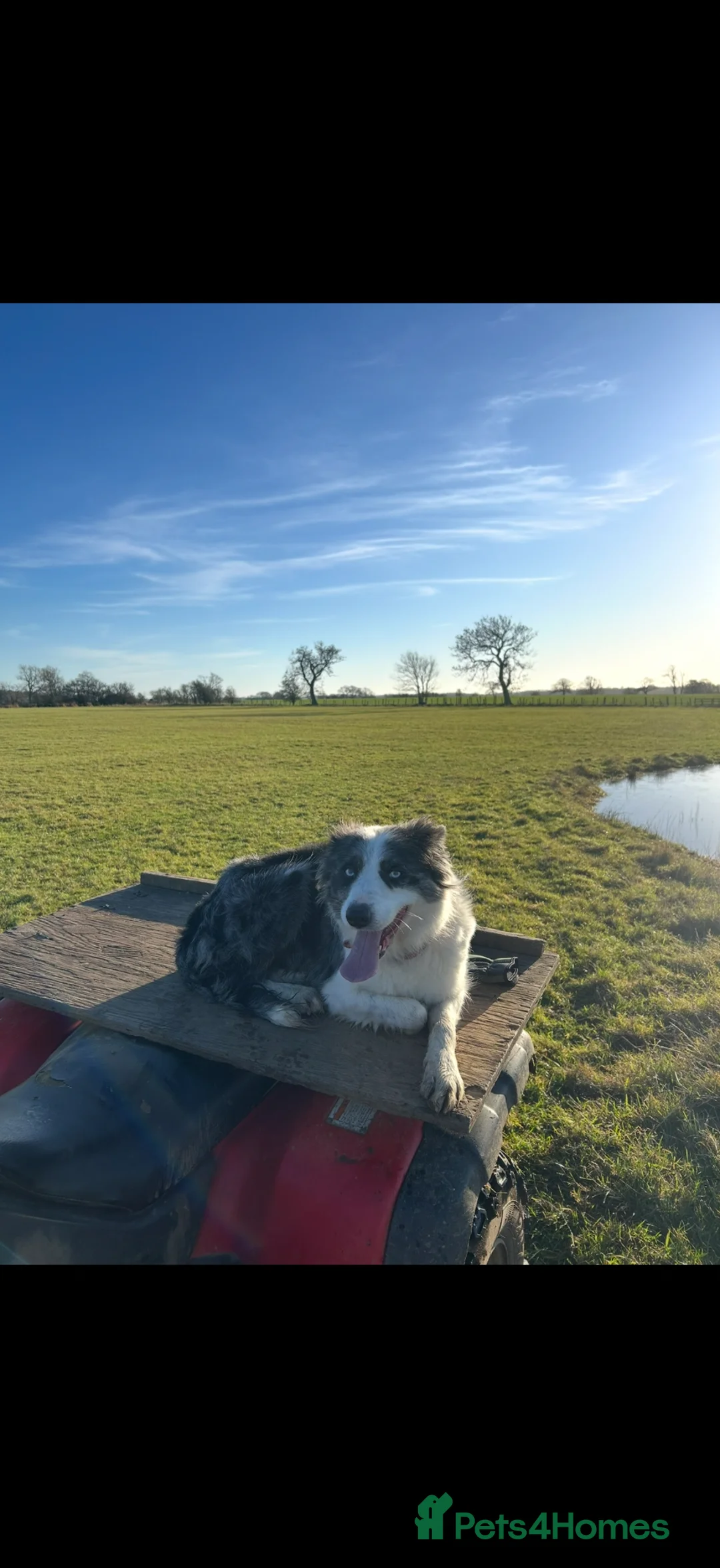 Border Collie dogs for sale: Border Collie Pups from working parents  - Advert 2