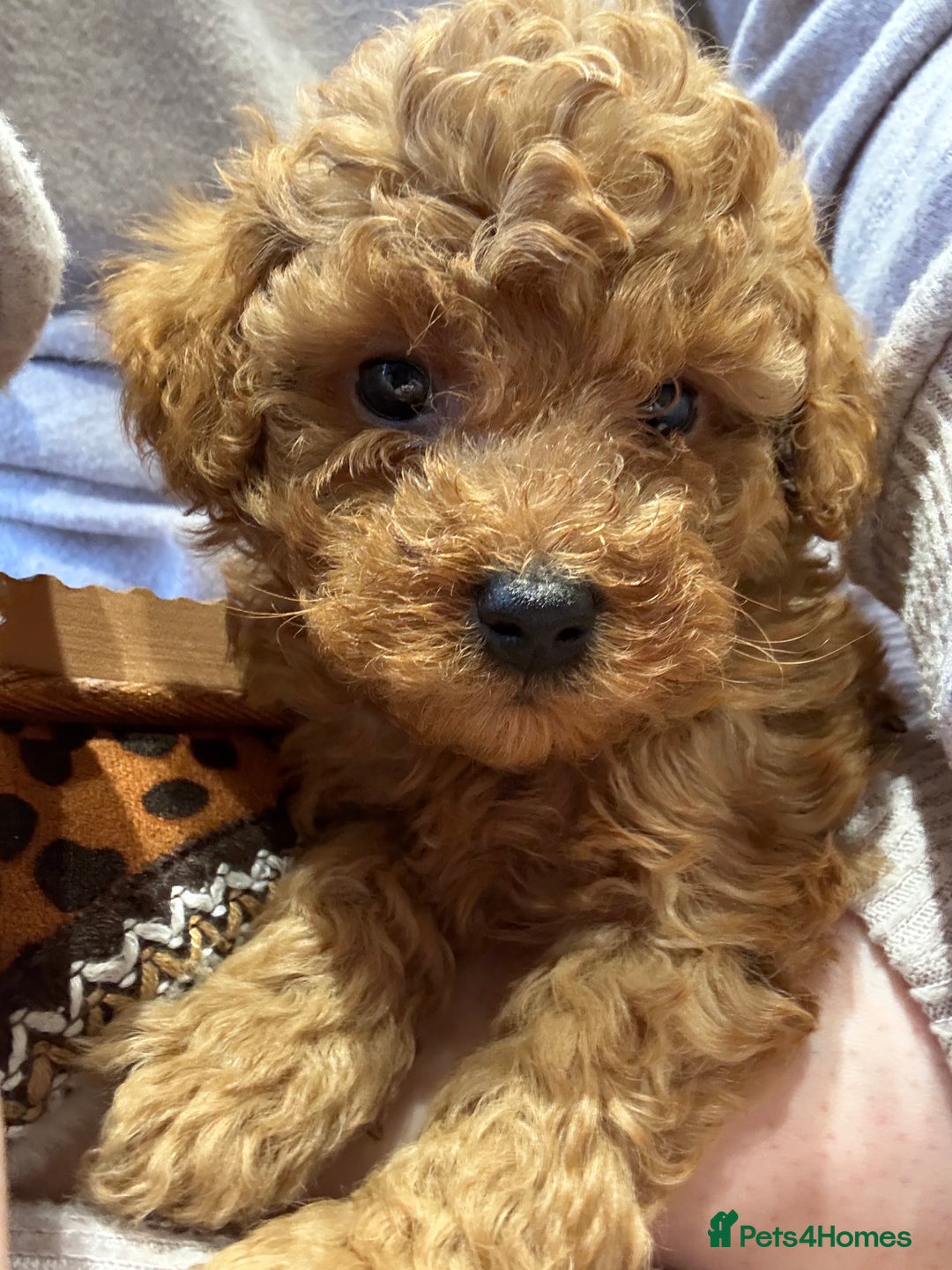 Toy Poodle dogs for sale: Beautiful solid colour toy poodle puppies - Advert 3