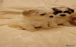 Cavachon dogs for sale: Cavachon puppies  - Image 5