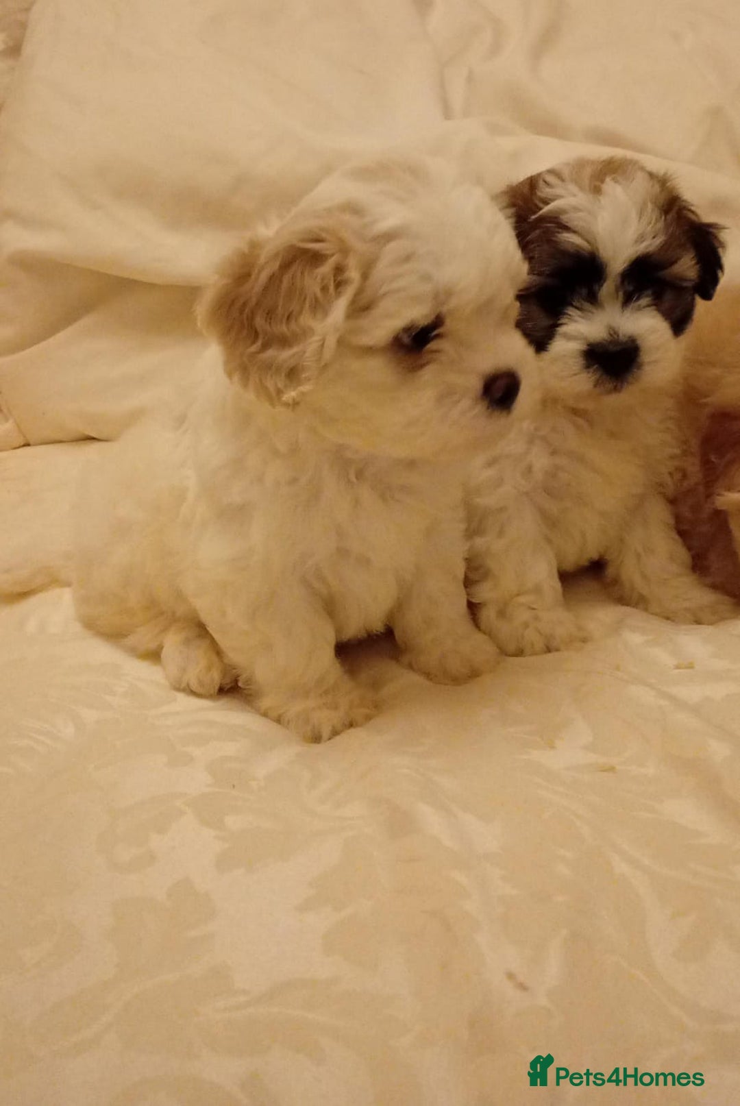 Cavachon dogs for sale: Cavachon puppies  - Image 5