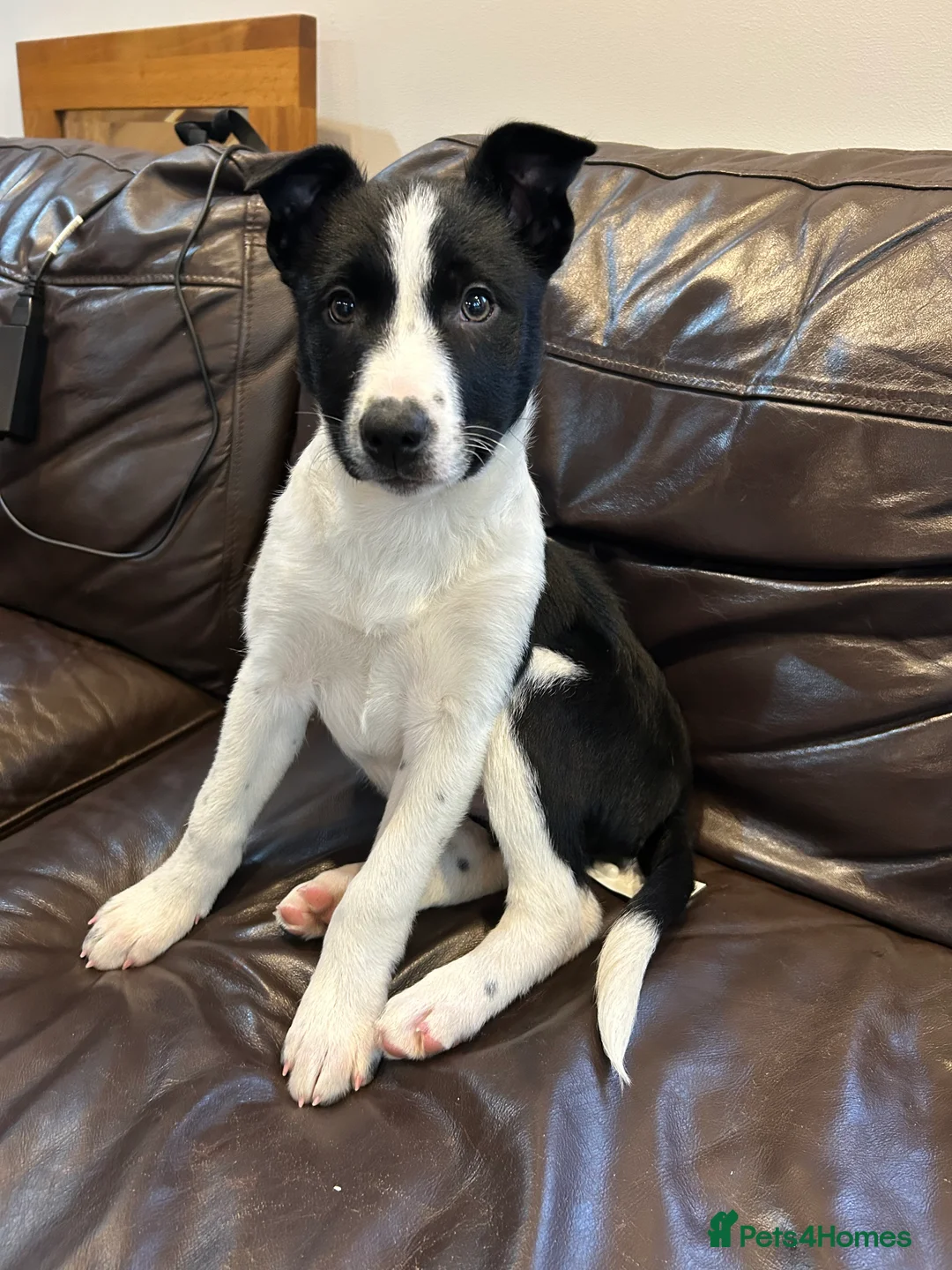 Border Collie dogs for sale: Beautiful Border Collies - Advert 4