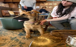 German Shepherd dogs for sale: Beautiful Hermaphrodite German Shepherd Puppy - Image 6