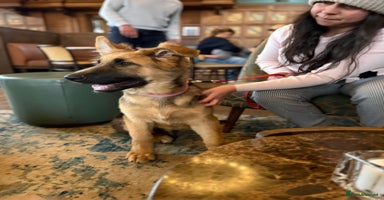 German Shepherd dogs - Advert 11