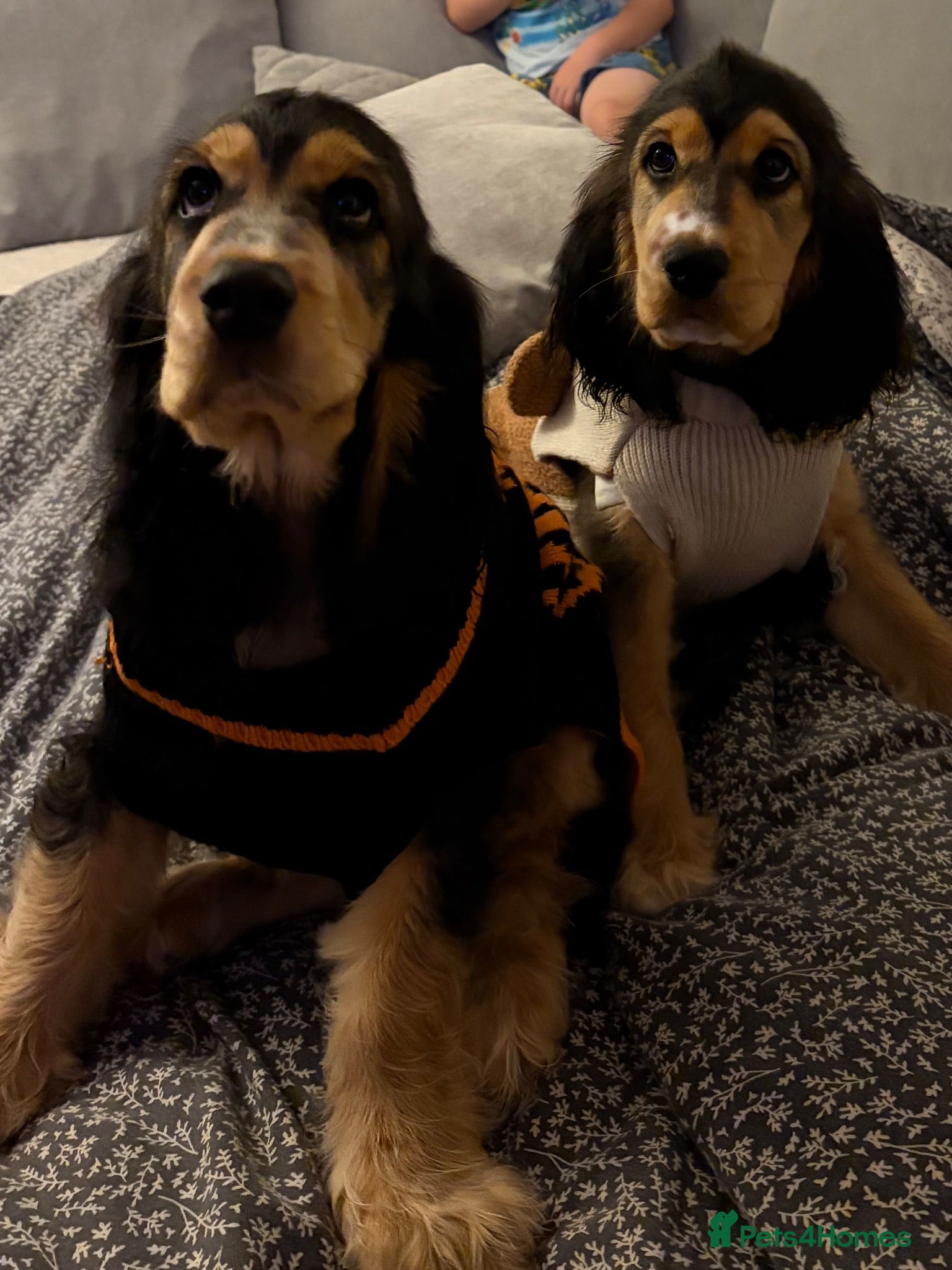 Cocker Spaniel dogs LAST BOY LEFT🏡 🌟SHOW COCKERS 🌟HEALTH CHECKS ✅   - Advert 15