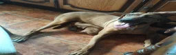 Rhodesian Ridgeback dogs for sale: Pedigree Rhodesian Ridgeback - Advert 6