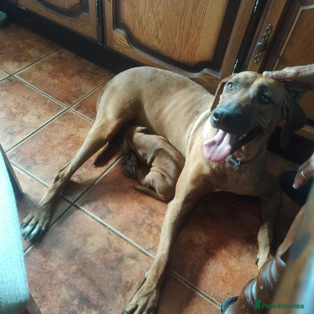 Rhodesian Ridgeback dogs for sale: Pedigree Rhodesian Ridgeback - Advert 6