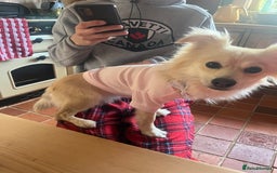 Chiweenie dogs for sale: 6 Beautiful Chiweenie Puppies *Reduced* - Advert 23