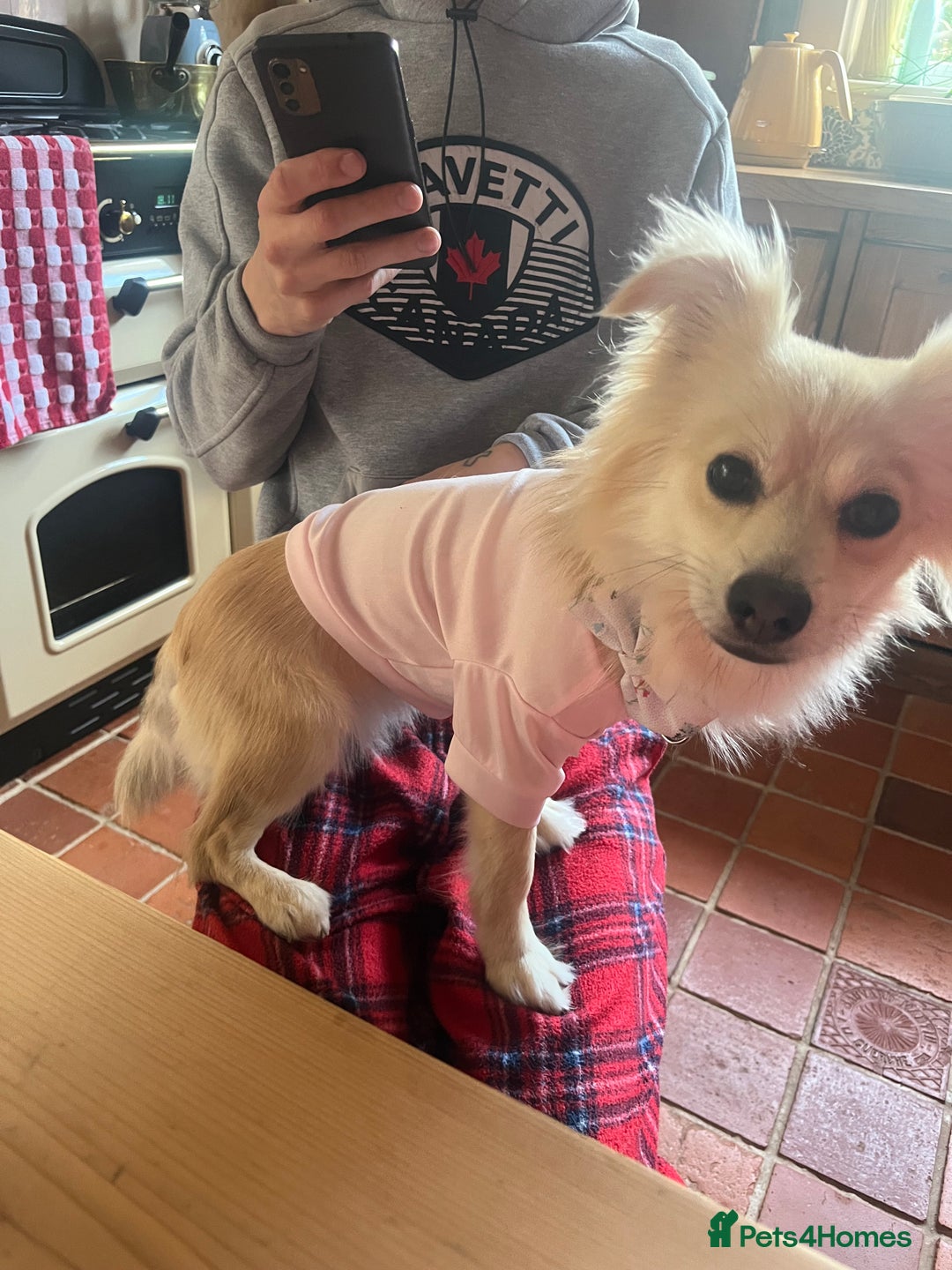 Chiweenie dogs for sale: 6 Beautiful Chiweenie Puppies *Reduced* - Advert 23