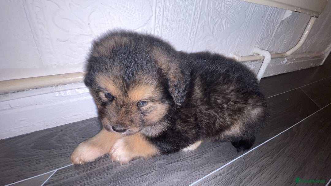 Mixed Breed dogs for sale: *only 1 male left* Malkita puppies 4 boys - Advert 18