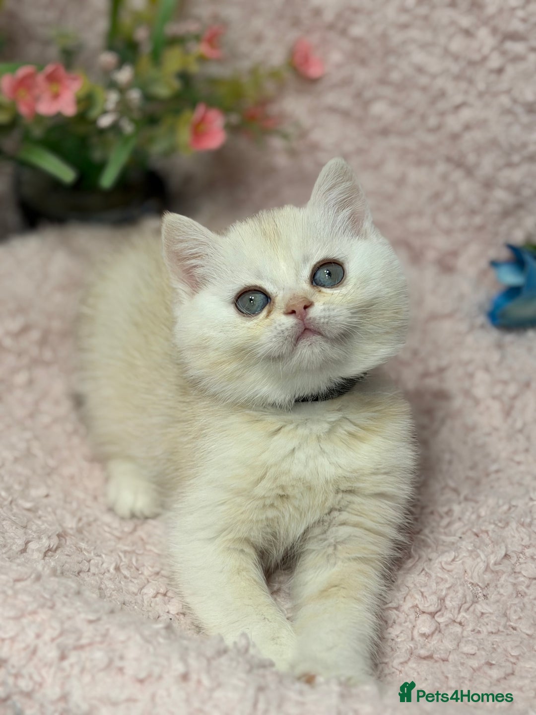British Shorthair cats for sale: British shh golden, silver  GCCF kittens  - Advert 16
