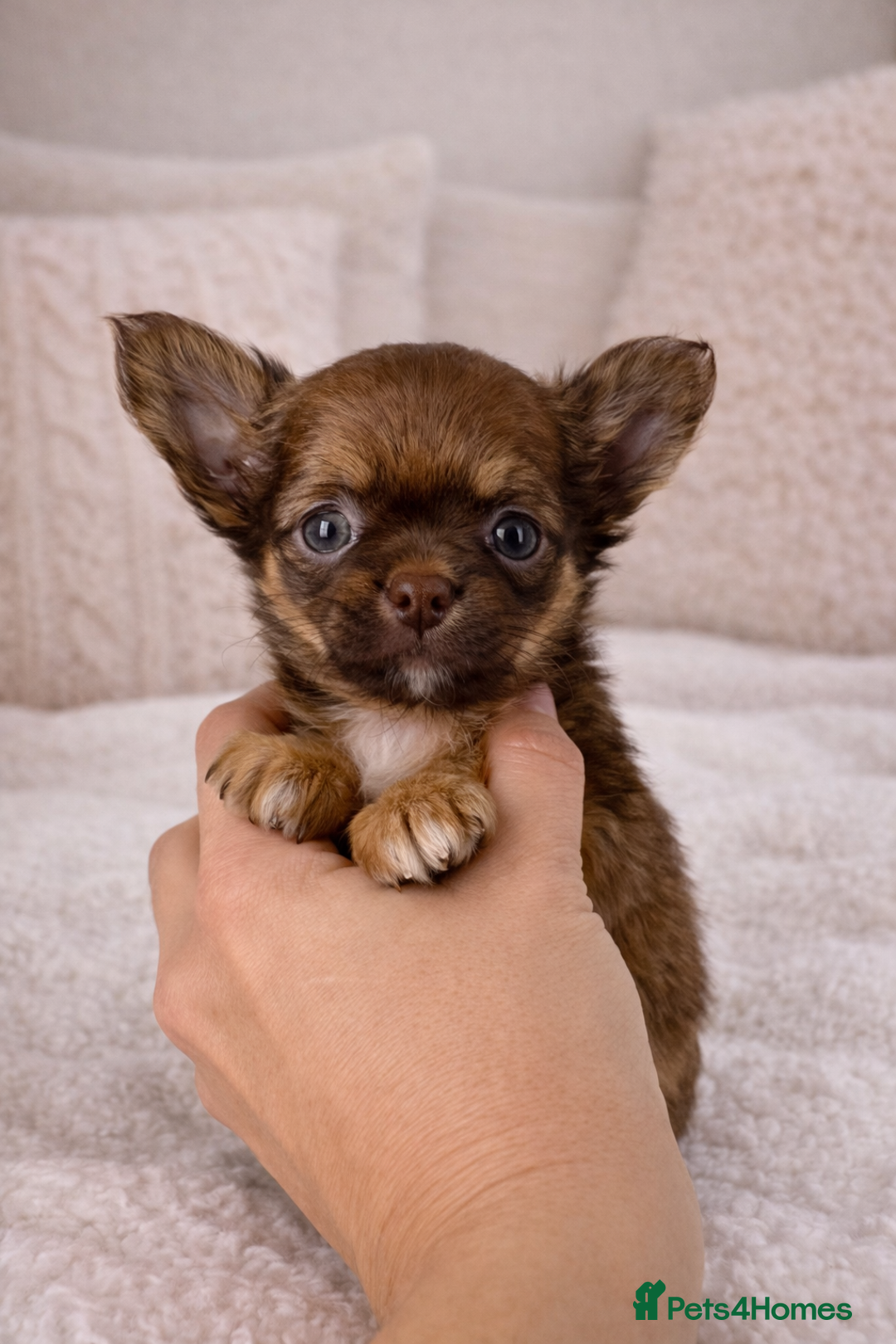 Chihuahua dogs for sale: ✨ Exceptional Chihuahua Puppies Forever 🏡 Only💖 - Advert 9
