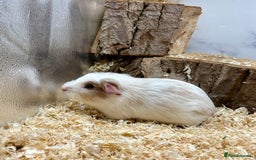 Guinea Pig rodents for sale: Lots of Baby Guinea Pigs for sale - Image 11
