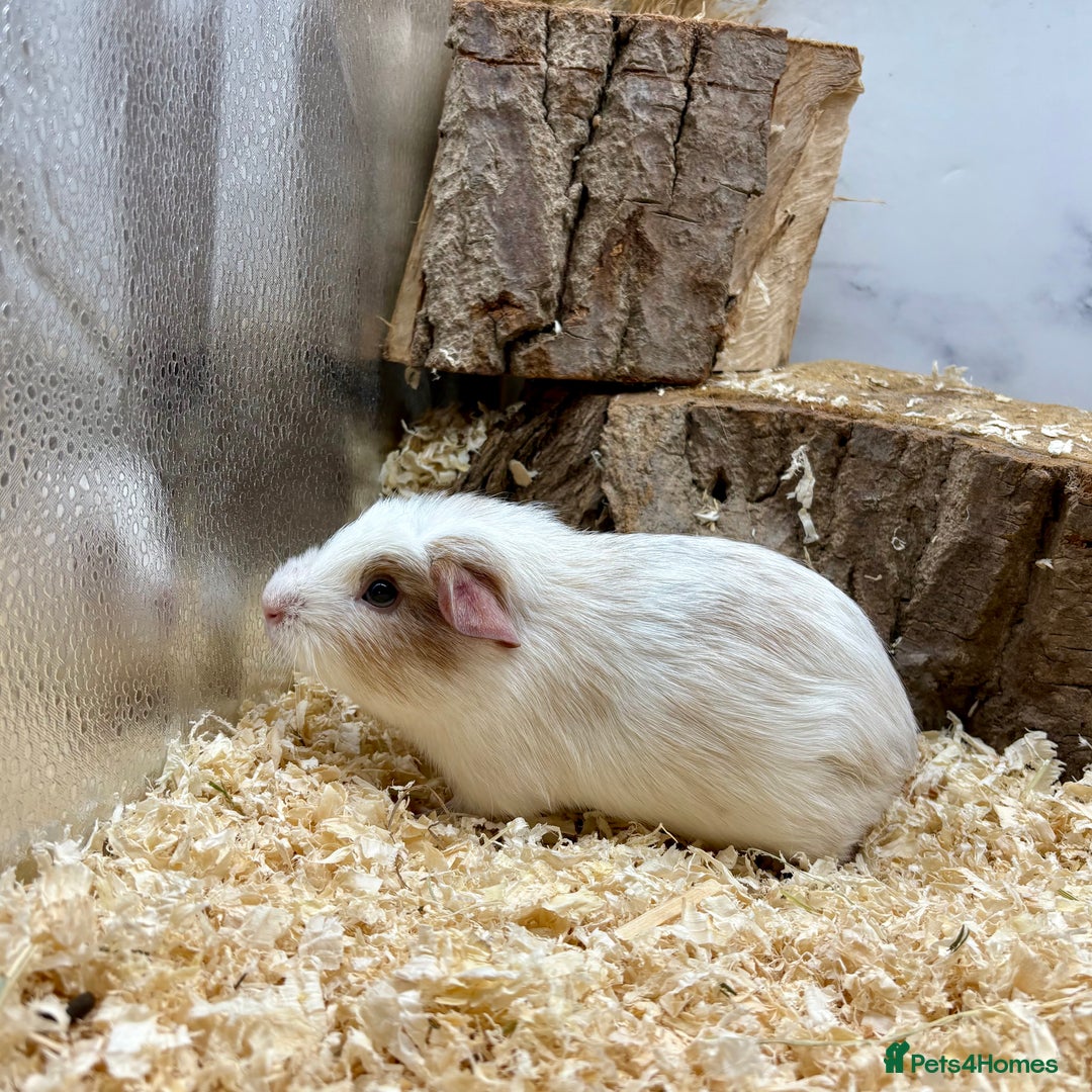 Guinea Pig rodents for sale: Lots of Baby Guinea Pigs for sale - Image 11