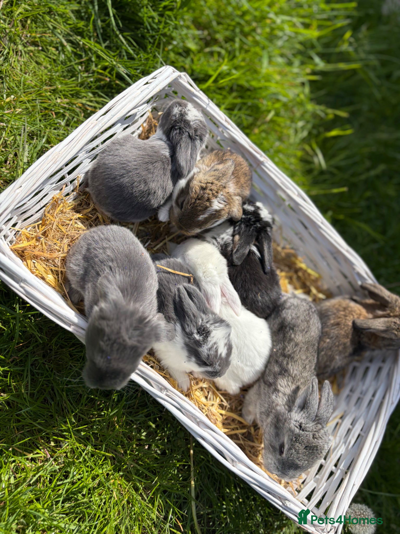 French Lop rabbits for sale: Pure breed giant French lop bunnies for sale 🐰 - Advert 1