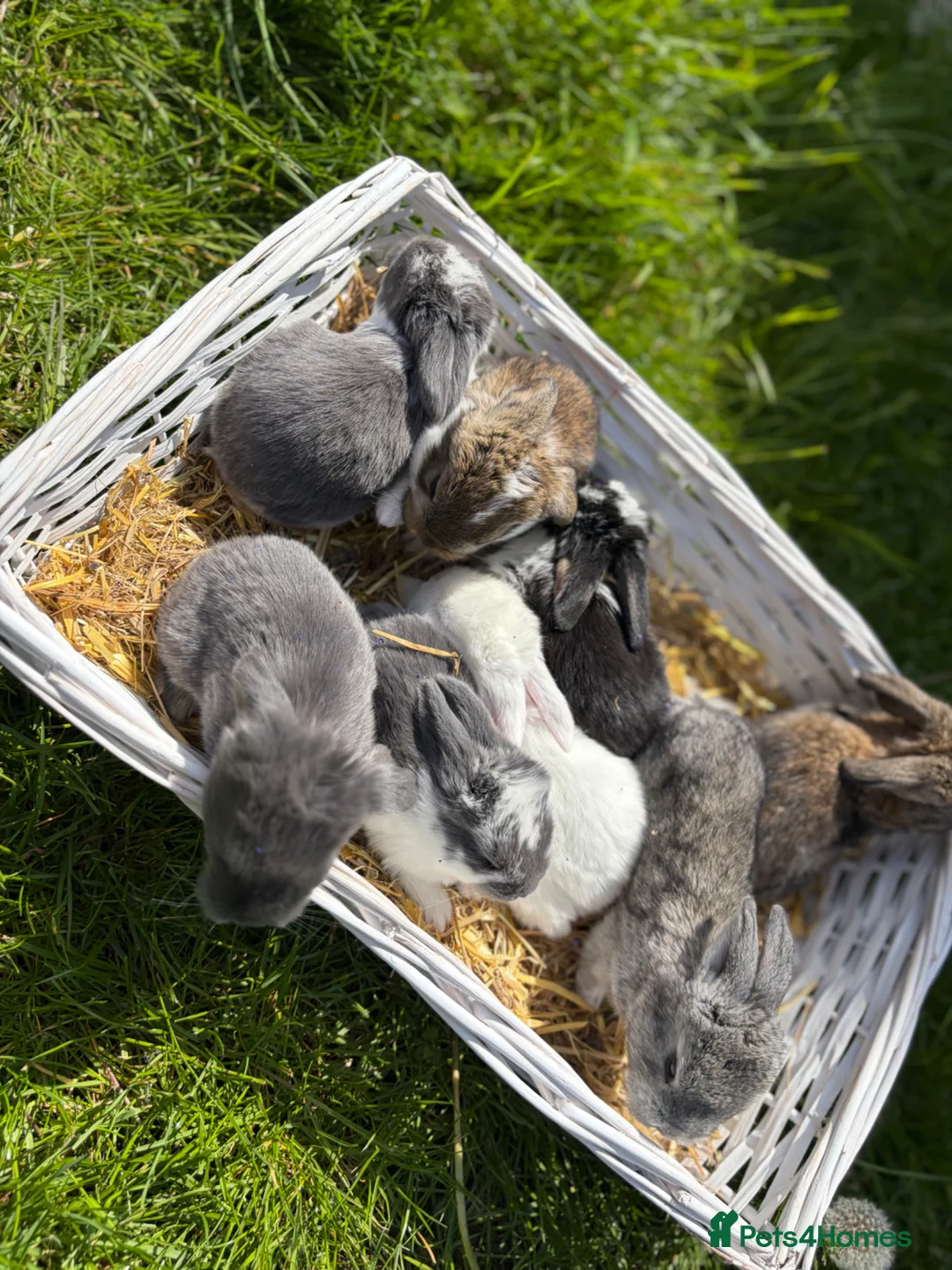 French Lop rabbits for sale: Pure breed giant French lop bunnies for sale 🐰 - Advert 1